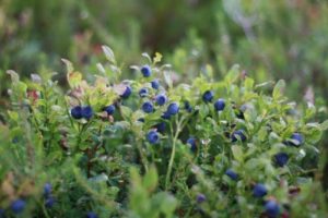 Blaubeeren