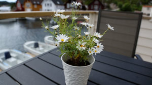 Auf der Terrasse