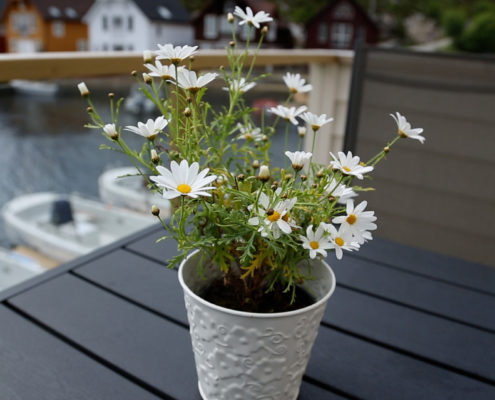 Auf der Terrasse