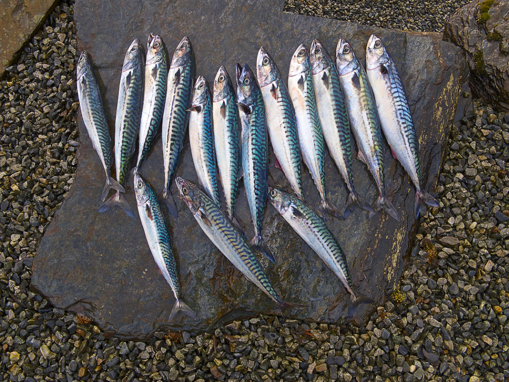 Makrelen, Aktuelles von Fjordtun