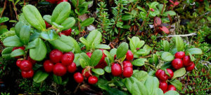 Preiselbeeren