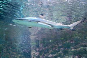 Haitunnel Bergen Aquarium