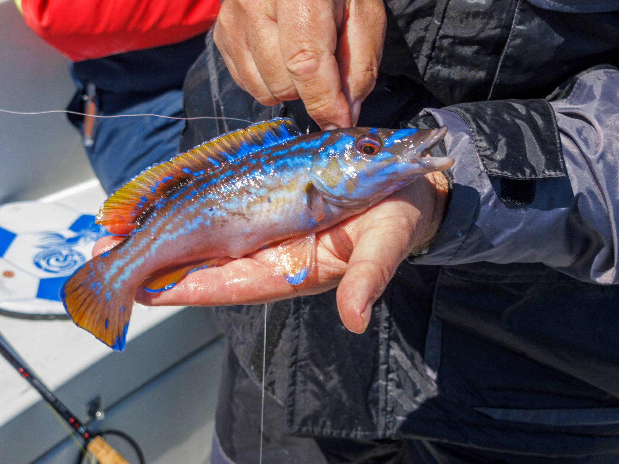 Schöner Lippfisch.