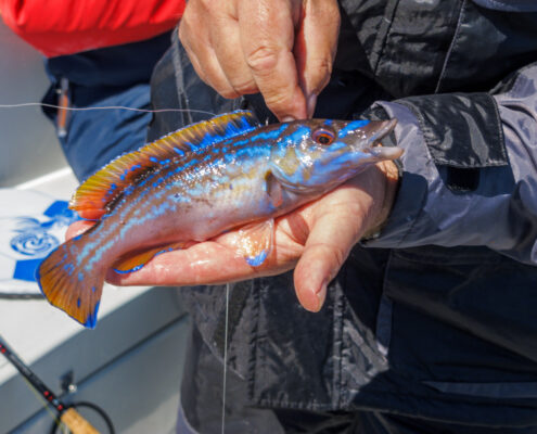 Schöner Lippfisch.