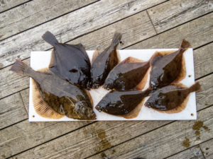 Eckis Plattfische