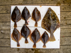Ralfs Plattfische