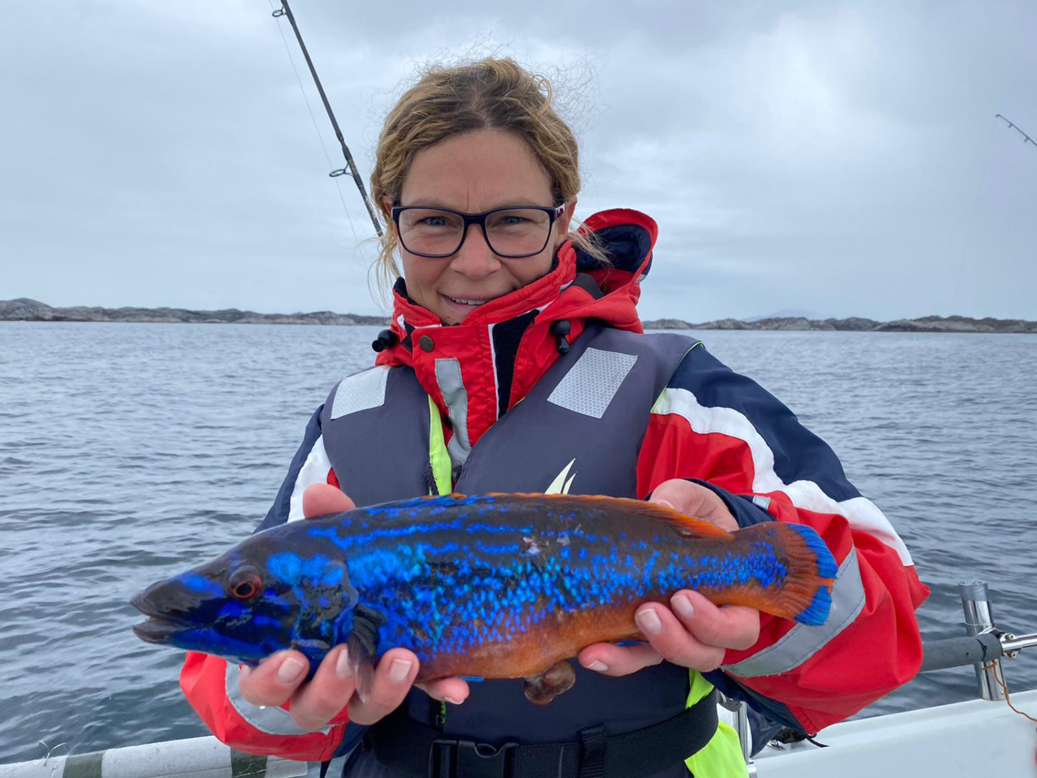 Anke mit schönem Lippfisch